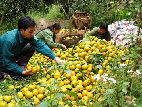 Bac Kan entwickelt Landwirtschaftsprodukten mit geographischen Herkunftsangaben - ảnh 1